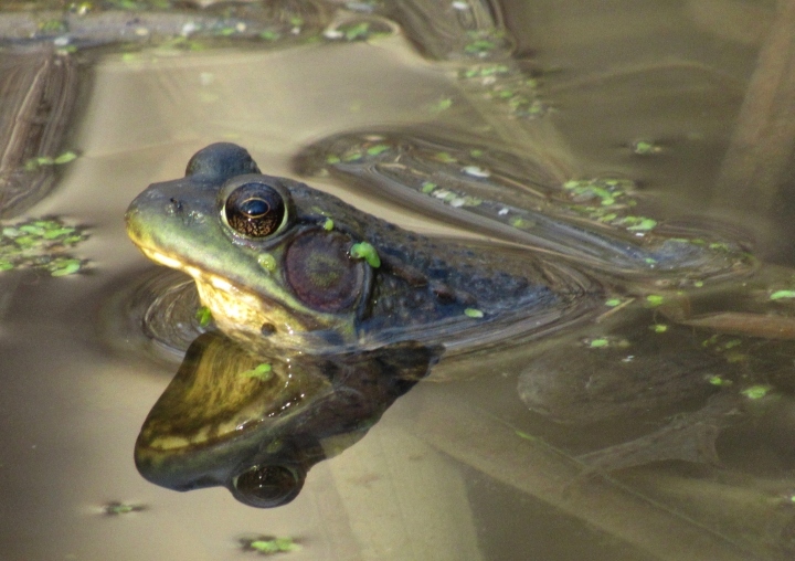 Green Frog